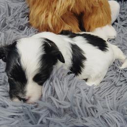 Myra - Black & white female Maltipoo puppy in North East, Maryland from North Star Kennel