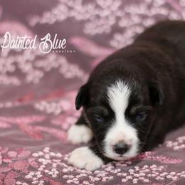 Australian Shepherd, Miniature American Shepherd, Miniature Australian Shepherd, and Toy Australian Shepherd Puppies from Painted Blue Aussies