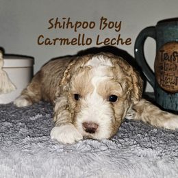 Carmelo Leche - White male Shihpoo puppy in Lincolnton, North Carolina from Cuddable Pups