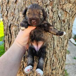 Girl 1 - Liver female Miniature Schnauzer puppy in Lake Charles, Louisiana from Du Lac Miniature Schnauzers
