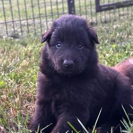Drift (Orange) - Black male Belgian Sheepdog puppy in Franklin, West Virginia from Wildmour K9
