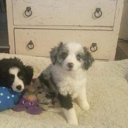 Miniature Australian Shepherd Puppies from Elegant Aussie