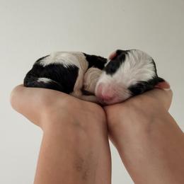 Robbie - Black and white male Sheepadoodle puppy in Wabash, Indiana from DOODCompany