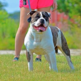 Silas - Alapaha Blue Blood Bulldog