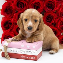 Dachshund Puppies from Dach Army LLC