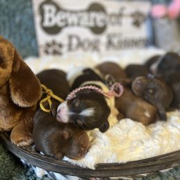 Dachshund Puppies from Linda B’s Dachshunds