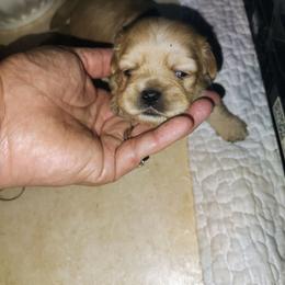 Cream fawn female - Cream female Pekingese puppy in Winter Haven, Florida from Polk County Peekapoos