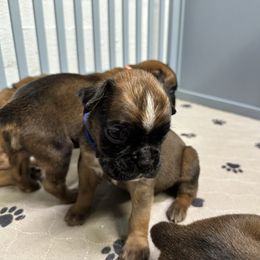 Shepherd - Fawn male Boxer puppy in Concord, New Hampshire from Mountain View Boxers