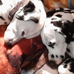 Dalmatians from Mary's Dalmatians