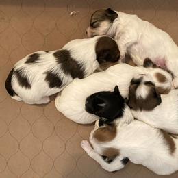 Havanese Puppies from LUCKY HAVANESE