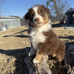 Australian Shepherd Puppies from Heritage Australian Shepherds
