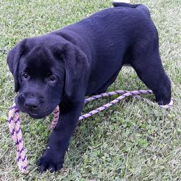 Labrador Retriever Puppies from Lorlyn Labradors