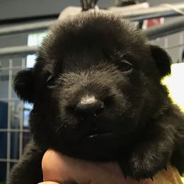 Girl 2 - German Shepherd puppy in Mount Airy, Maryland from Vereinigte Stolz Schaferhund