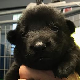 Girl 2 - German Shepherd puppy in Mount Airy, Maryland from Vereinigte Stolz Schaferhund