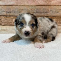 Vaughn - Blue merle male Miniature Australian Shepherd puppy in Midway, Texas from L Bar W Aussie Ranch