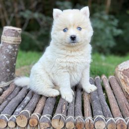 Rumi - White male Pomsky puppy in Coos Bay, Oregon from Ocean View Pomskies