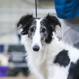 Whip - Silken Windhound