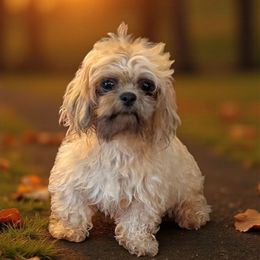 Penny - Shih Tzu