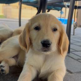 Brooks - Golden male Golden Retriever puppy in Peoria, Arizona from Westwing Retrievers