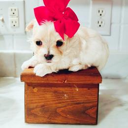 Maltese, Maltipoo, Poodle, and Yorkshire Terrier Puppies from Paw Perfect Pets