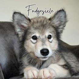 Fudgesicle - Agouti and white male Alaskan Malamute puppy in Brookwood, Alabama from Sunset Malamutes