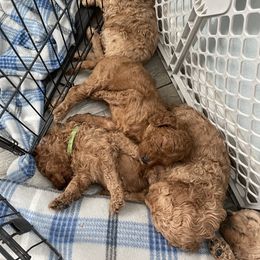 Goldendoodle Puppies from The Miller's Goldendoodles