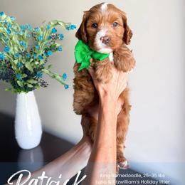 Patrick - Red male Bernedoodle puppy in South Jordan, Utah from Wonderful World Doodles
