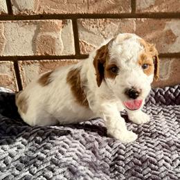 Coco - Blenheim female Cavapoo puppy in Ivins, Utah from Taylia's Cavapoos