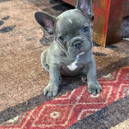 Purple collar - Blue female French Bulldog puppy in Livingston, Texas from Drake Home Frenchies