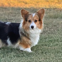 Claire - Pembroke Welsh Corgi
