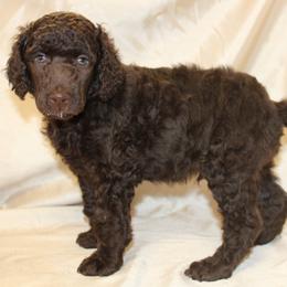 Boy 3 - Brown Poodle puppy in Missouri from 7P Services