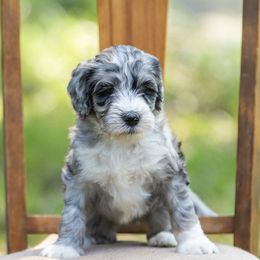 Kobe - Merle female Sheepadoodle puppy in Charleston & Kershaw, South Carolina from Atlas Harrold-Moore Sheepadoodles, LLC   (AHMS)