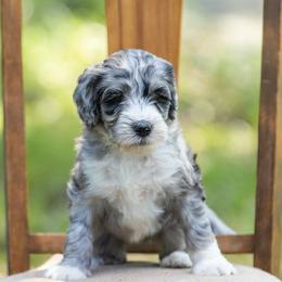 Kobe - Merle female Sheepadoodle puppy in Charleston & Kershaw, South Carolina from Atlas Harrold-Moore Sheepadoodles, LLC   (AHMS)