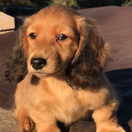 Dachshunds from Critter Ridge mini long hair Dachshunds