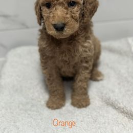 Goldendoodle Puppies from A&B Doodles