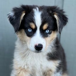 Tennessee 2,500 - Blue merle female Miniature Australian Shepherd puppy in Helmville, Montana from CKO Country Road Aussies