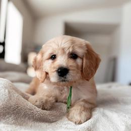 Danish, Boy - Apricot male Goldendoodle puppy in Maricopa, Arizona from Desert Ridge Doodles