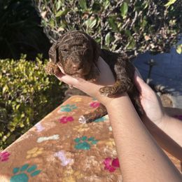 Cranberry Wisp - Phantom female Poodle puppy in Corona, California from Garden Of Poodles