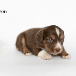 Stetson - Red tri male Miniature Australian Shepherd puppy in Wooster, Ohio from Kari's Mini Aussies