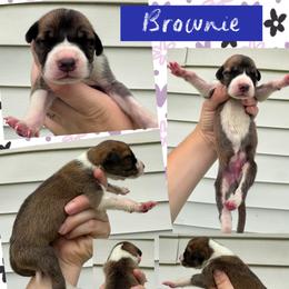 Brownie - Mantle male Great Dane puppy in Wellsville, New York from Prophecy Danes
