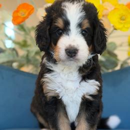 Ava - Tri-color female Bernedoodle puppy in Yuciapa, California from AlltheDoodlez_