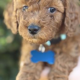 Light blue - Red  female Goldendoodle puppy in Fontana, California from Grammy's Puppy Love doodles and poodles