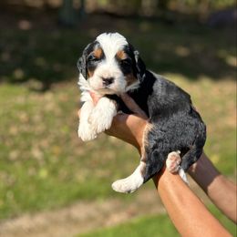 Sasha - Tri-color female Bernedoodle puppy in Sugarcreek, Ohio from Cuddly Companion Doodles