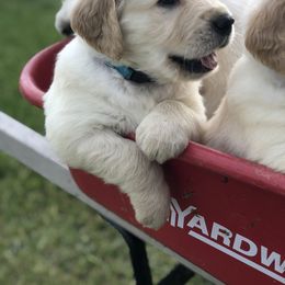 Golden Retriever Puppies from Oak Bluff Golden Retrievers