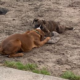 Eva - Boxer
