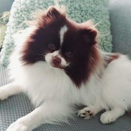 Izzy Strat - Pomeranian