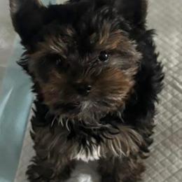 Howie - Black and tan male Yorkshire Terrier puppy in Rio Rancho, New Mexico from Yorkie Envy, LLC