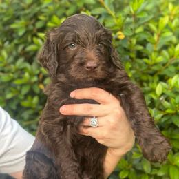Pot of Gold - Chocolate male Goldendoodle puppy in Stockton, California from Port City Doodles
