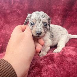 Blue and tan dapple piebald female - Dapple female Dachshund puppy in Umatilla County, Oregon from Divine Dogs