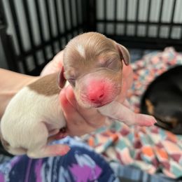 Martha May - Piebald Dachshund puppy in Lincoln, California from Cali Dachshunds